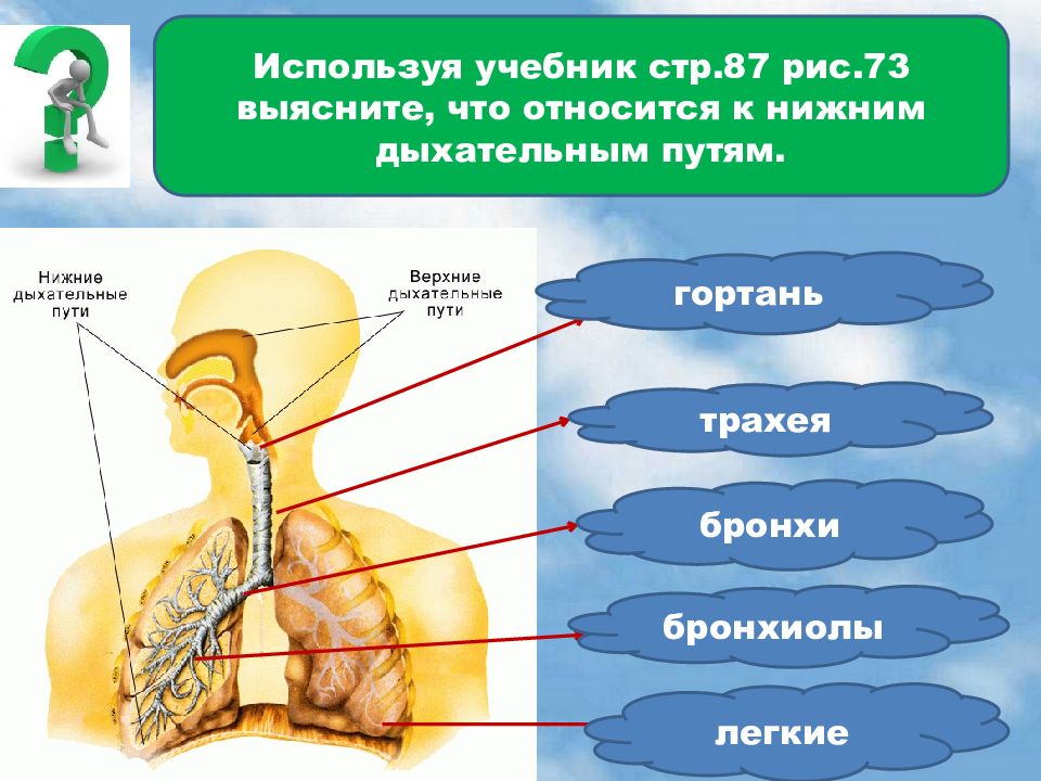 Нижний относиться. Орган который относится к верхним дыхательным путям. Лёгкие относятся к дыхательным путям. Органы относящиеся к нижним дыхательным путям. Гортань относится к дыхательным путям.