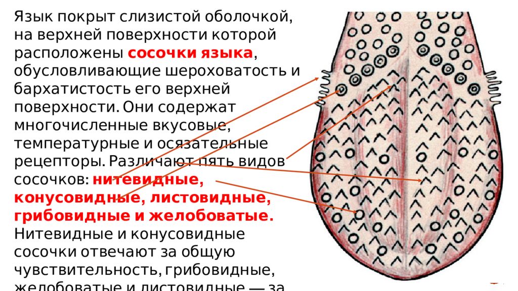 Что содержит язык. Строение языка вид сбоку. Вкусовые сосочки языка функции. Чувствительные сосочки языка.