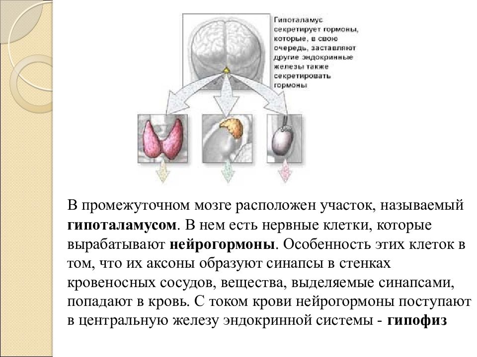 Парная мужская половая железа. Эндокринная роль почки. Роль эндокринной регуляции сообщение мини. Роль эндокринной регуляции презентация 8 класс.