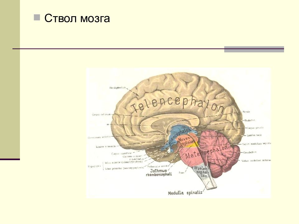 Двигательные системы мозга