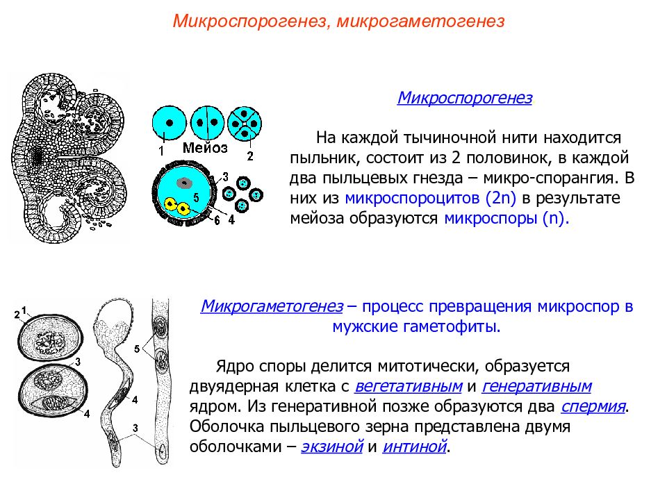 Клетки тетрады микроспор