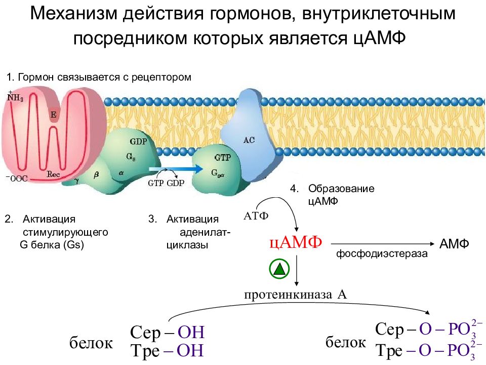 Схема внутриклеточной рецепции гормонов для которых характерен внутриклеточный тип рецепции