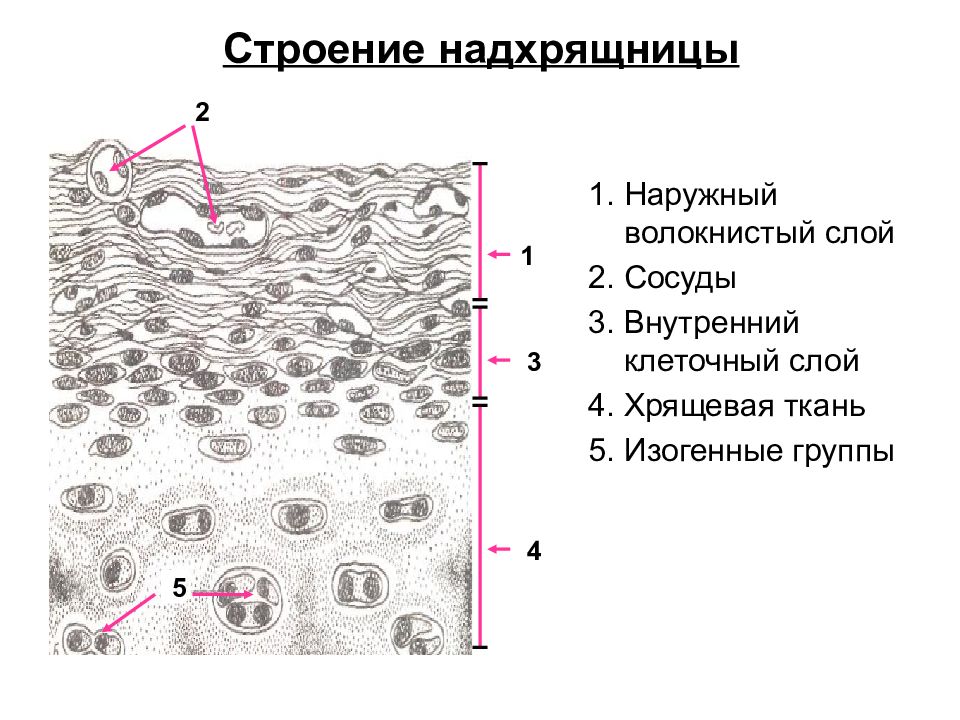 Волокнистый хрящ рисунок