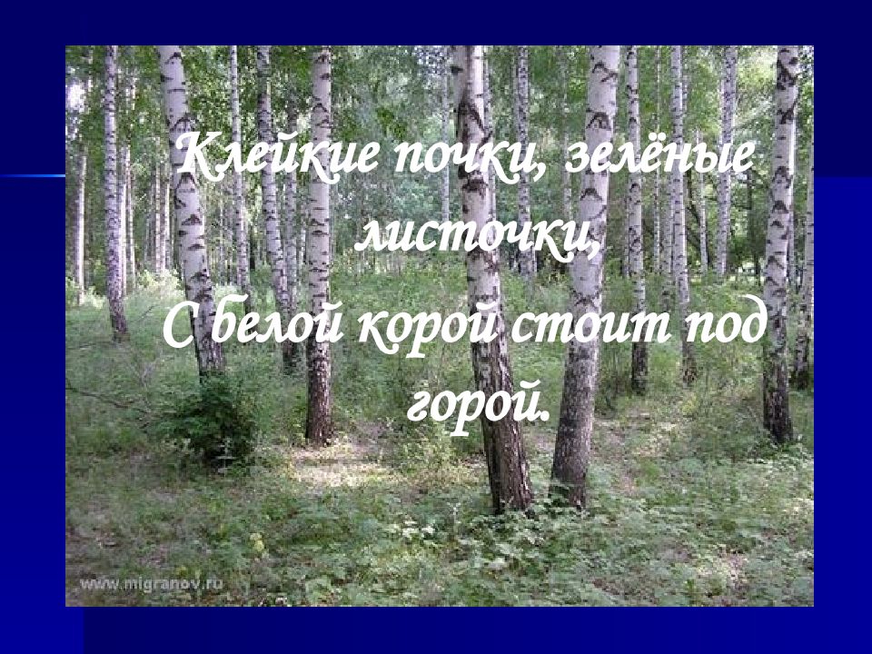 В каком лесу живет. Презентация что растет в лесу. Клейкие почки зеленые листочки с белой корой. «Кто в лесу живет –что в лесу растет» эко -аукцион. Кто в лесу живет и что в лесу растет.