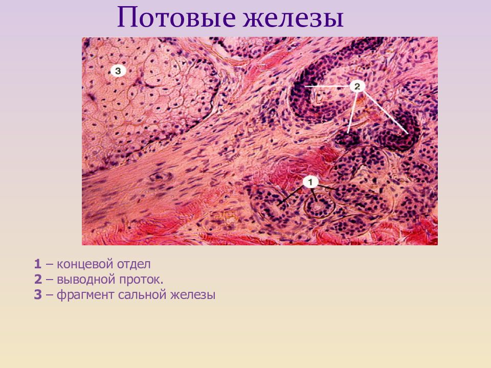 Потовая железа рисунок гистология