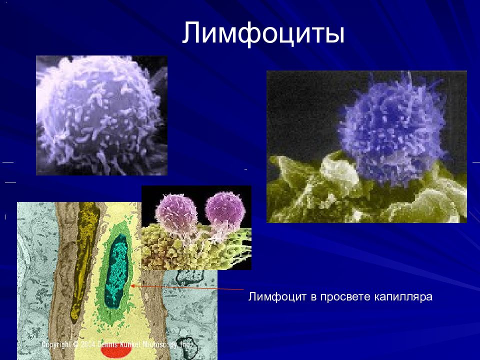 Т лимфоциты фото