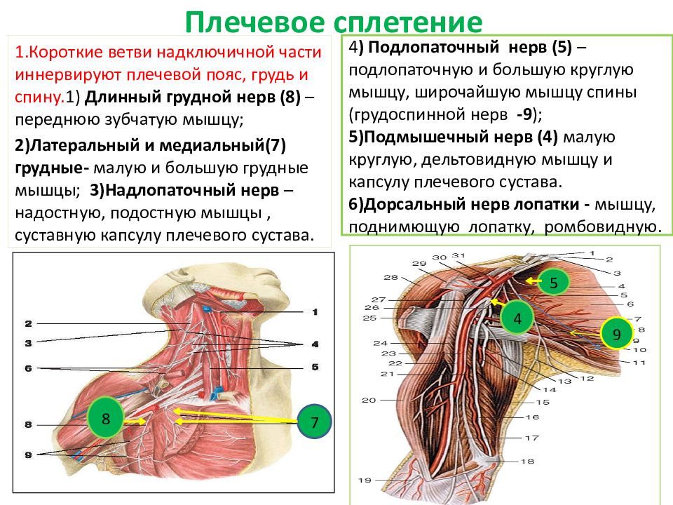 Периферические нервы и сплетения. Плечевое сплетение. Капсула плечевого сплетения. Нижний пучок плечевого сплетения. Плечевое сплетение на кт.