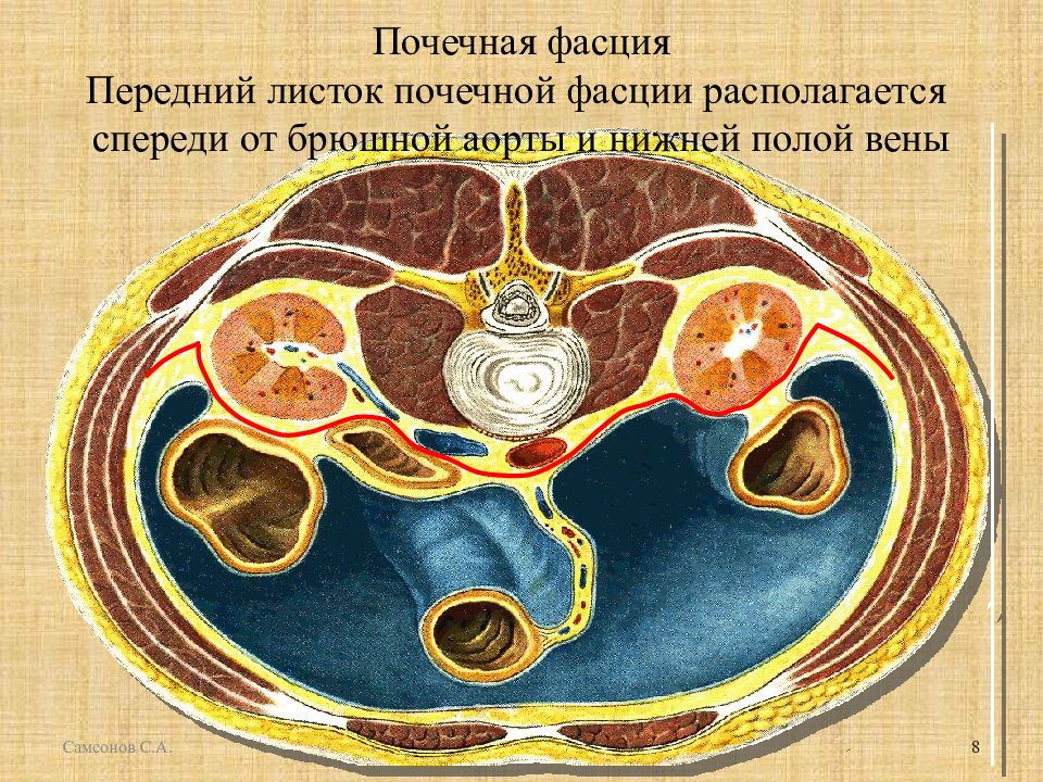 Пространства почки. Фасция Тольдта анатомия. Почечное ложе фасция анатомия. Фасция Герота анатомия листки. Фасция Герота почки что это.