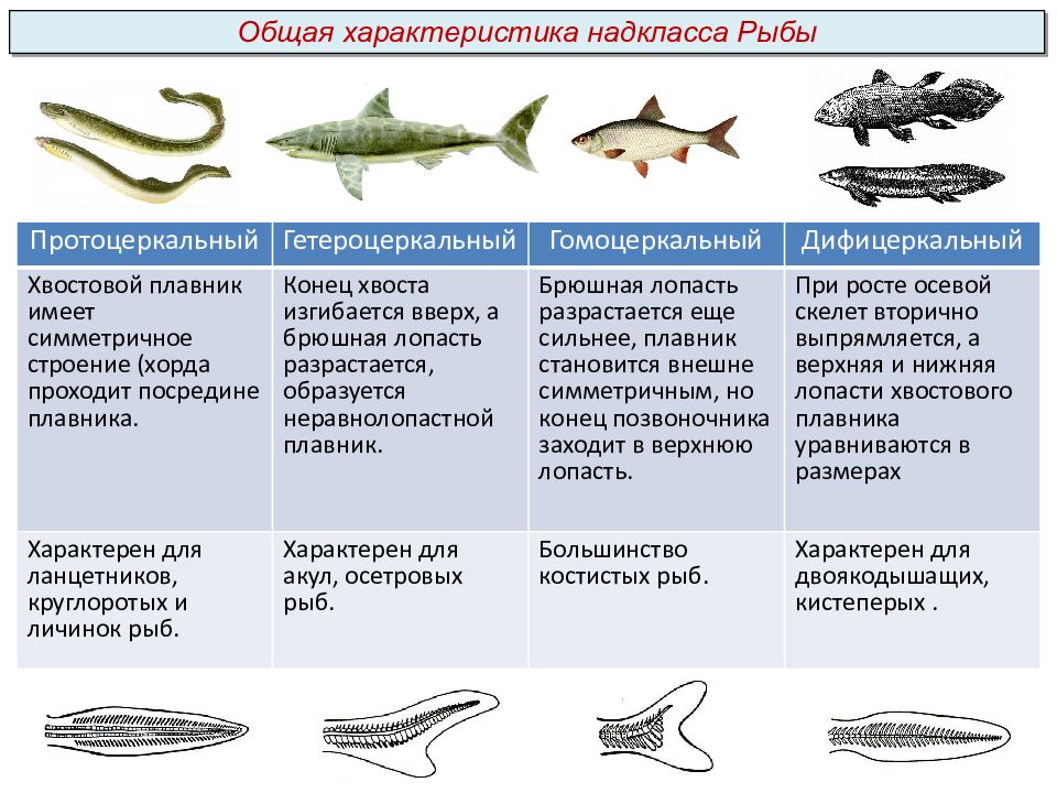 Чем отличаются классы рыб. Общая характеристика рыб биология. Класс рыбы общая характеристика. Общаясь характеристика рыб. Характеристика классов рыб.