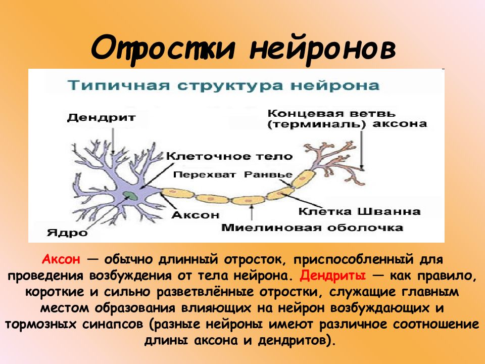 Нервные клетки имеют отростки. Структура нейрона. Строение нейрона. Строение биологического нейрона. Аксон нейрона.