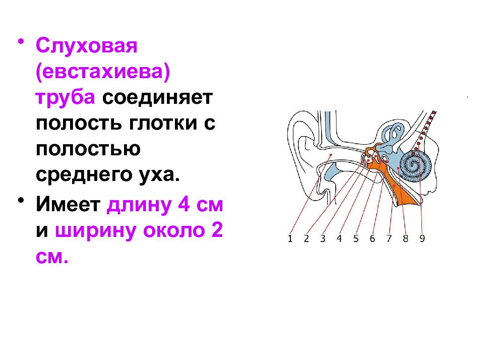 Слуховая труба среднего уха. Евстахиева труба соединяет полость. Слуховая труба соединяет с глоткой. Слуховая труба соединяет полость среднего уха с. Слуховая труба соединяющая среднее ухо с полостью глотки необходима.