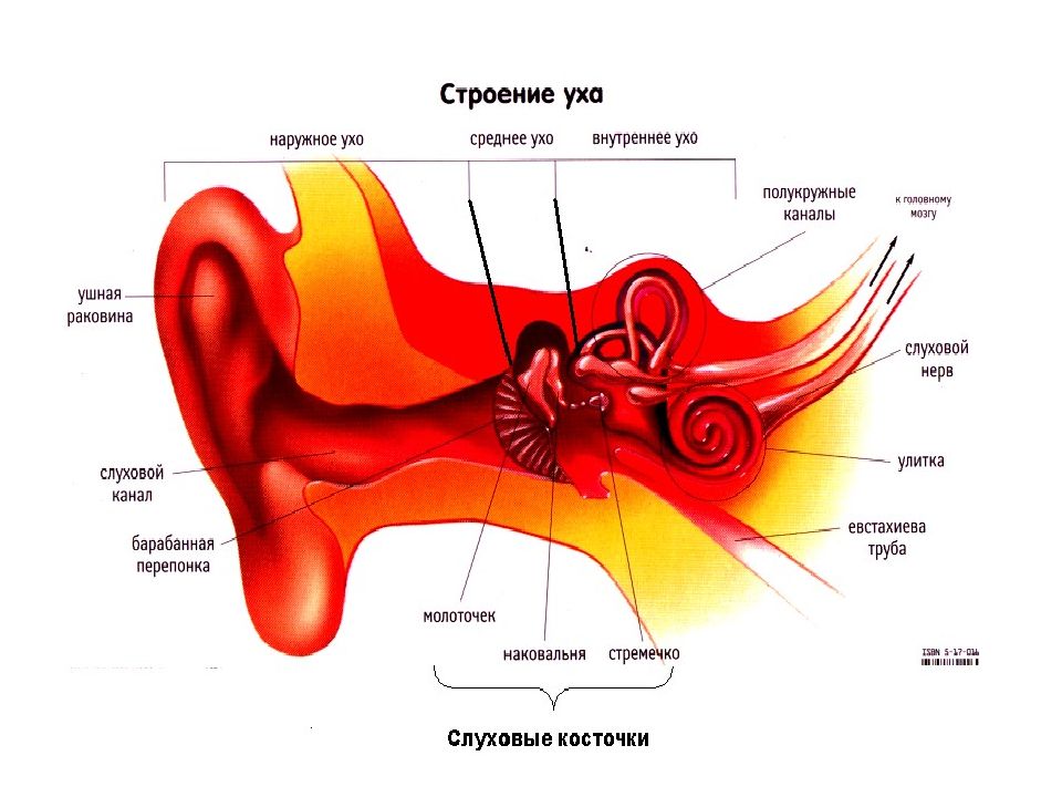 Слуховой анализатор 8 класс презентация