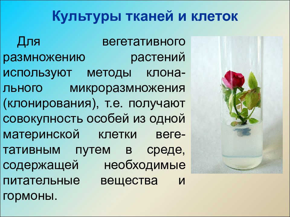 Культура тканей