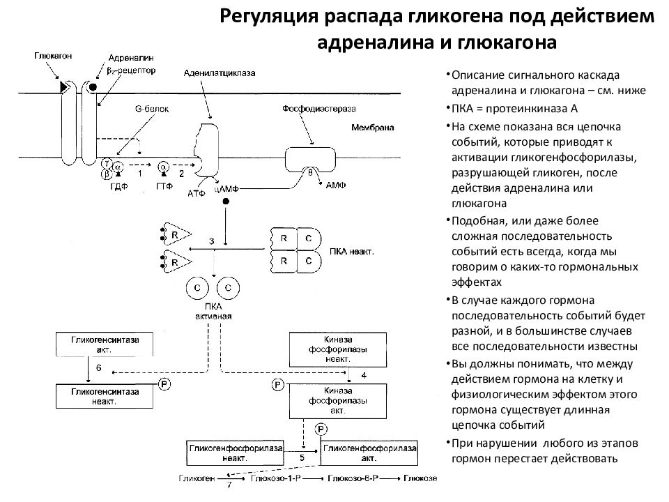 Синтез глюкагона биохимия схема