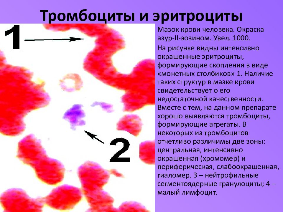 Кровь гистология презентация