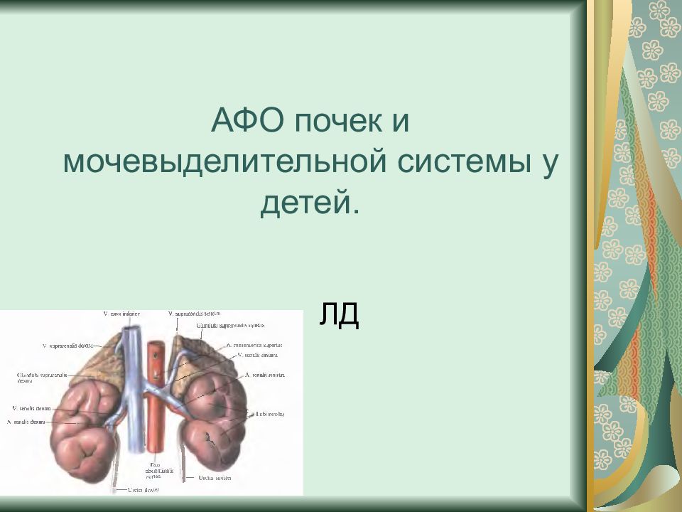 Презентация афо мочевыделительной системы у детей