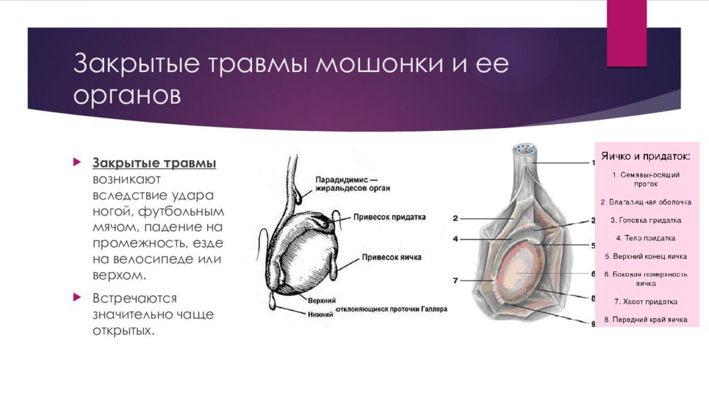 Ушиб Полового Члена