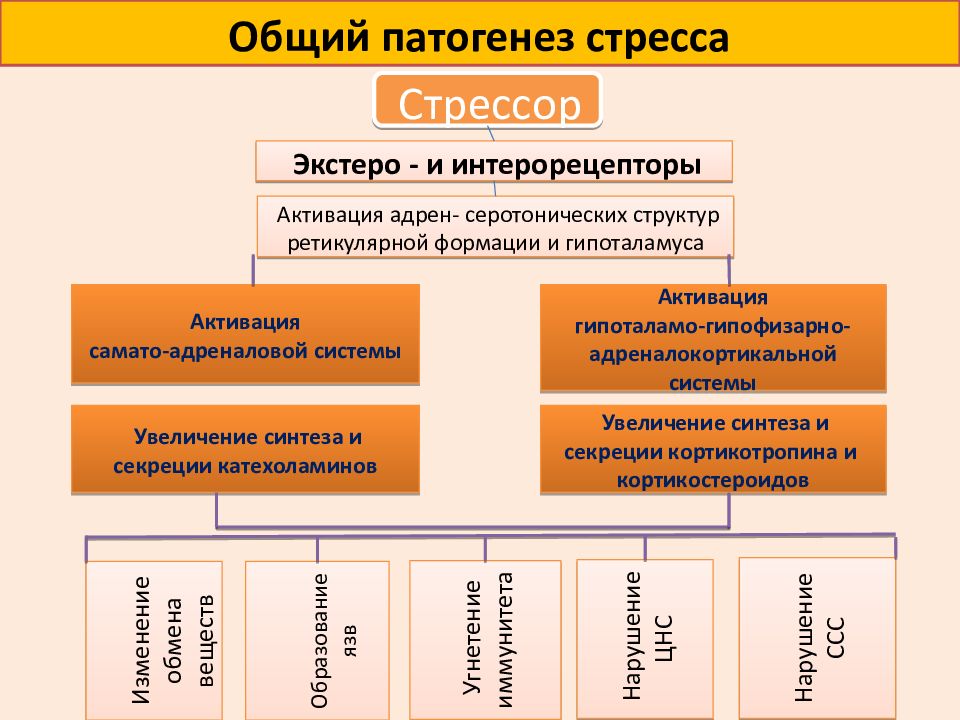 Стрессовый механизм. Патогенез развития стресса. Общий патогенез стресса. Патогенез стресса патофизиология. Механизм развития стресс реакции.