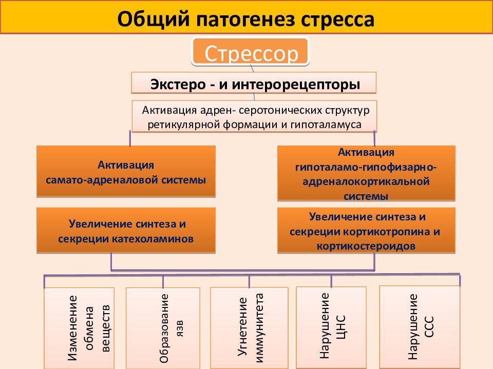 Механизмы развития стресса. Патогенез стрессовой реакции схема. Патогенез развития стресса. Патогенез стресса патофизиология. Механизм развития стресс реакции.