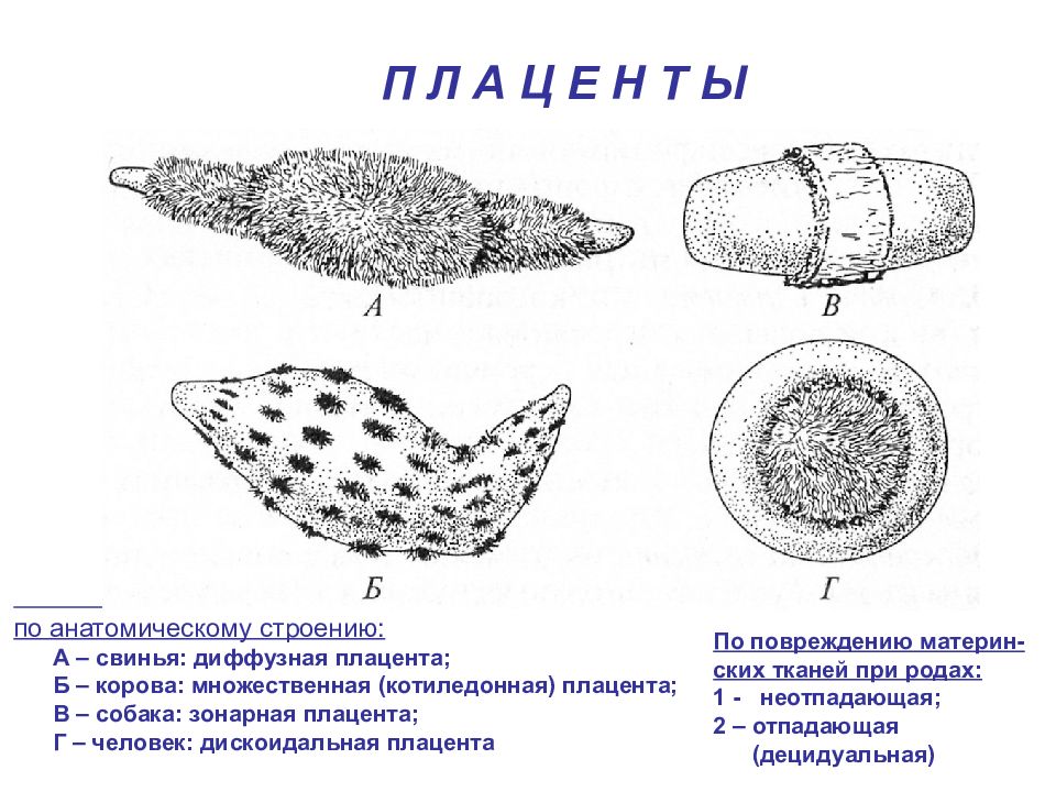 Типы плацент презентация