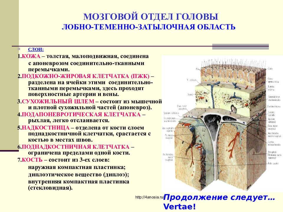 Мозговой отдел. Эпидуральное пространство лобно теменно затылочная область. Лобно-теменно-затылочная область топографическая анатомия границы. Топография лобно теменно затылочной области послойная. Анатомия мозгового отдела головы.