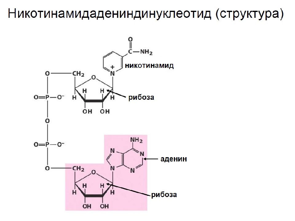 Синтез витаминов в кишечнике. Синтез витамина в6. Синтез витаминов.