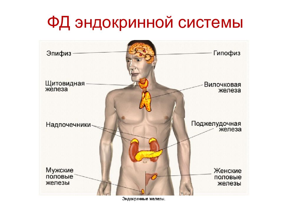 Железы какой секреции