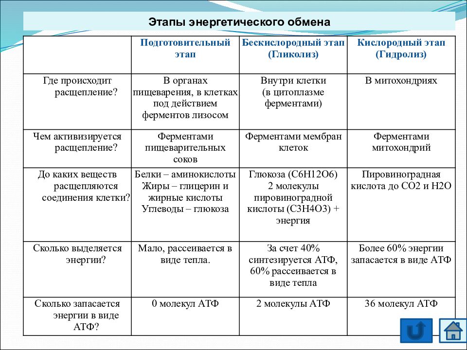 Презентация кислородный этап энергетического обмена