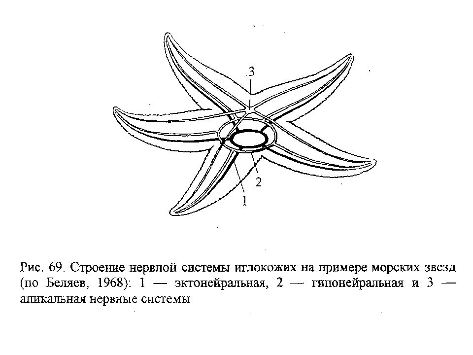 Строение морской. Строение иглокожих схема. Внешнее строение иглокожих. Перигемальная система иглокожих. Псевдогемальная система иглокожих.