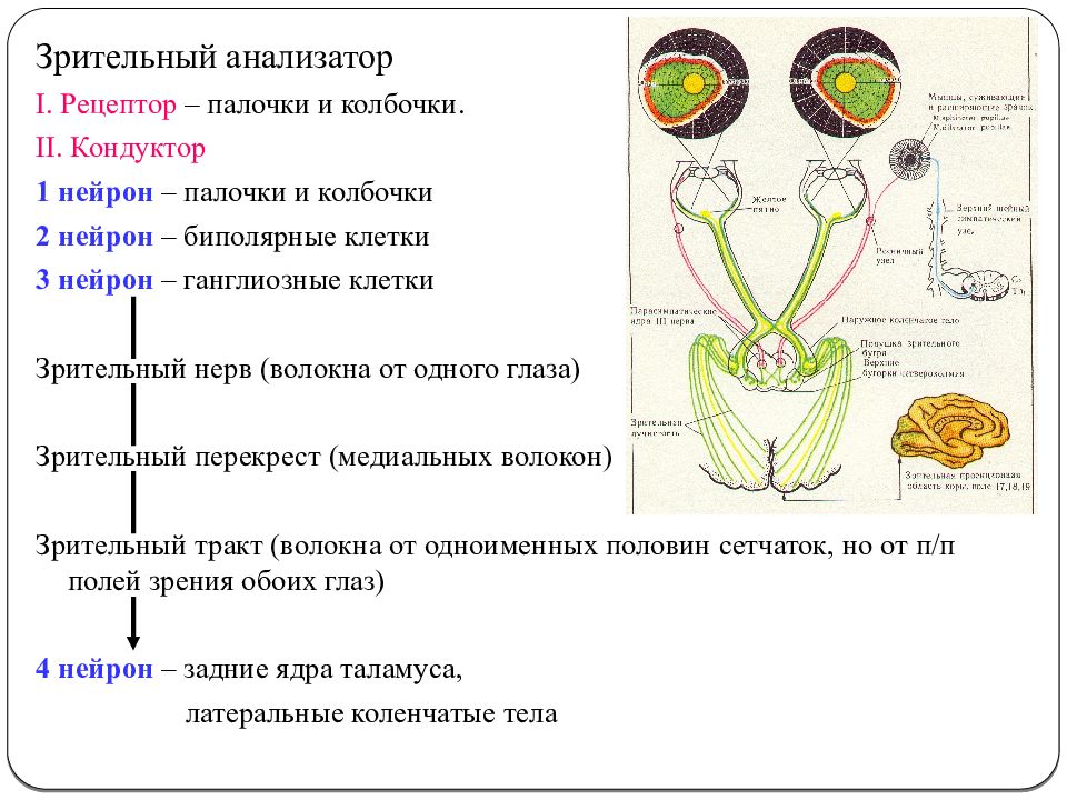 Зрительный анализатор схема анатомия