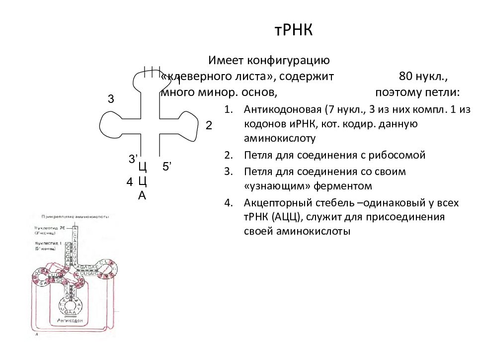 Соединение имеет конфигурацию