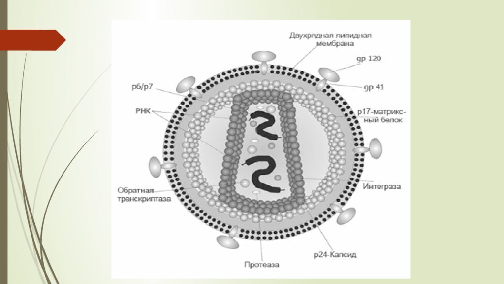 Перед вами на рисунке схема строения вич. Схема жизнедеятельности вируса ВИЧ. Патогенез ВИЧ картинки. Этиологическая структура ВИЧ. Механизм развития ВИЧ В организме человека.
