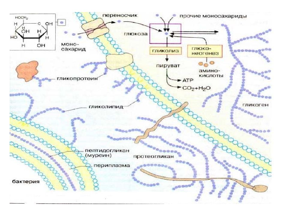 Углеводы биохимия презентация