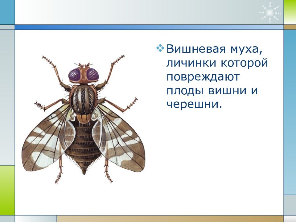 Проект по биологии 7 класс на тему насекомые переносчики заболеваний человека