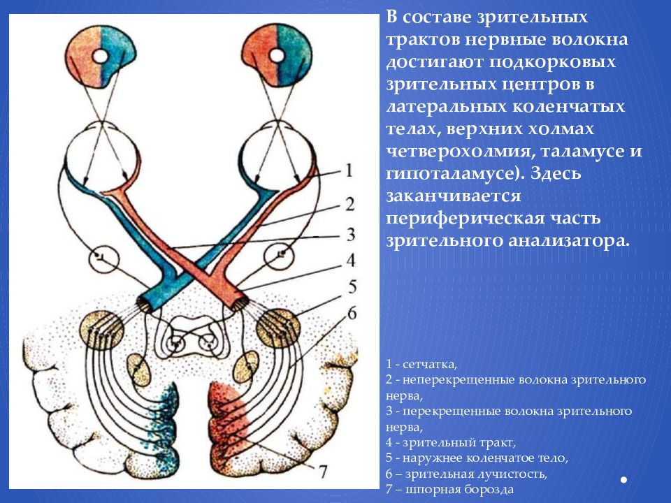 Укажите какие отделы зрительного анализатора отмечены на рисунке цифрами