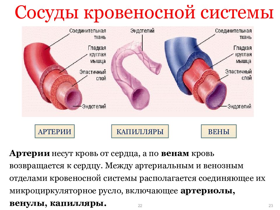 Образует стенки капилляров какая ткань