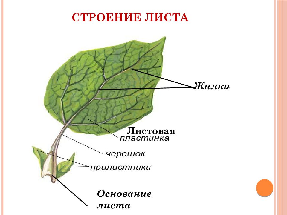 Строение листа картинка