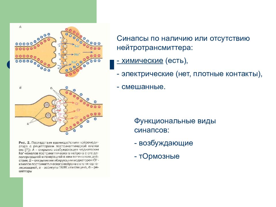 Возбуждающие и тормозные синапсы. Смешанные синапсы. Тормозные синапсы. Возбуждающие и тормозные синапсы. Электрические синапсы.. Тормозные синапсы виды.