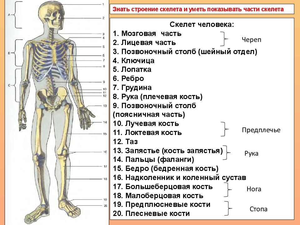 Какие кости в скелете человека. Основные отделы и строения скелета человека. Костная система человека строение и состав скелета. Скелет туловища человека с названием костей. Отдел скелета строение функция.