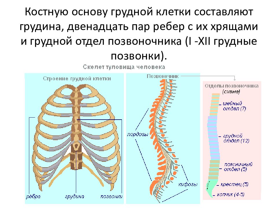 Отделы груди. Скелет туловища Позвоночный столб и грудная клетка. Схема отдела скелета туловища. Строение скелета туловища позвоночник. Строение скелета туловища Позвоночный столб и грудная клетка.