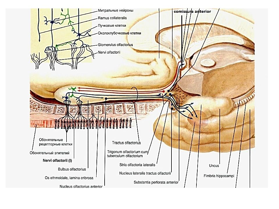 Обонятельный нерв где находится. Обонятельный нерв схема пути. Обонятельный нерв схема неврология. Обонятельные нервы анатомия. Обонятельный нерв анатомия схема.