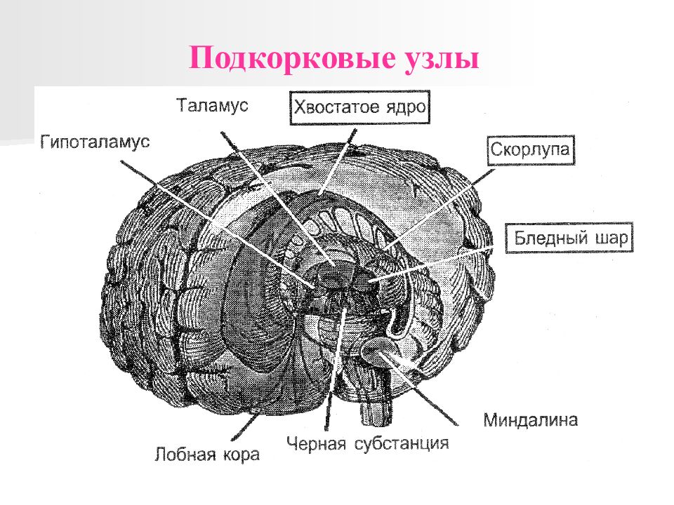 Подкорка головного мозга. Подкорковые структуры головного мозга функции. Строение подкорковых структур мозга. Строение и функции подкорковых структур головного мозга. Строения подкорковых ядер головного мозга.
