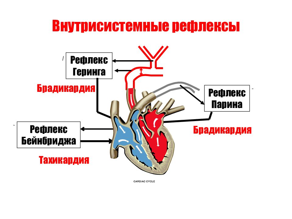 Рефлекс парина схема