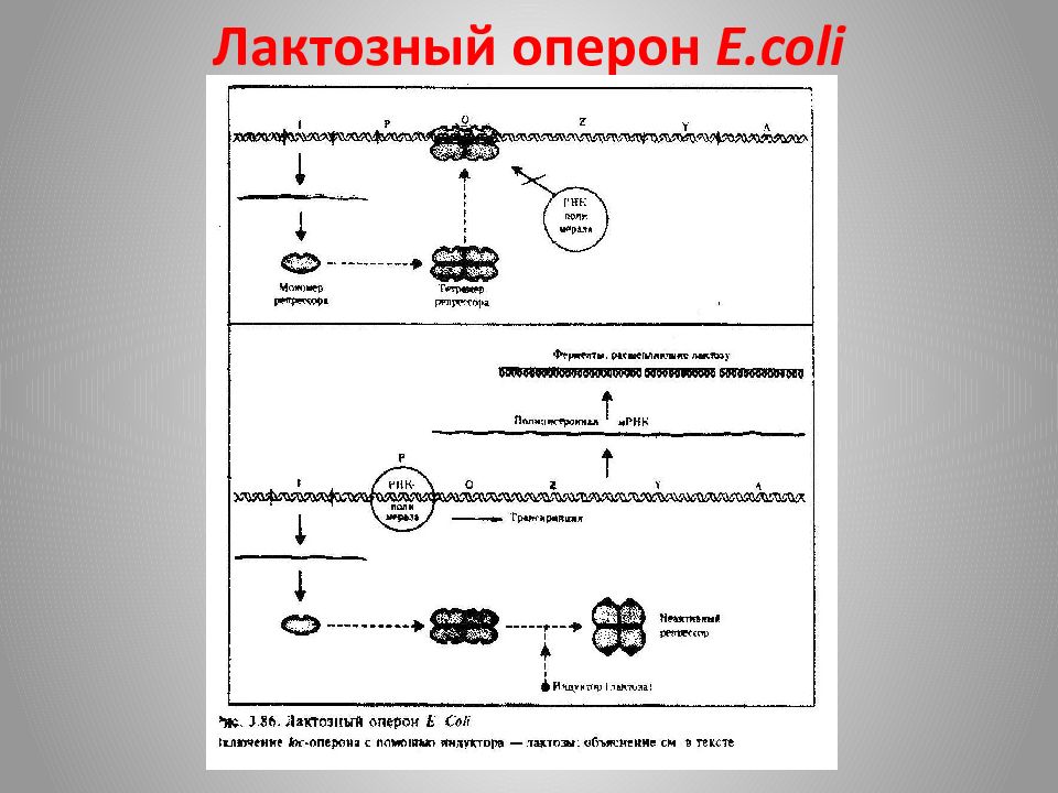 Схема строения оперонов бактерий