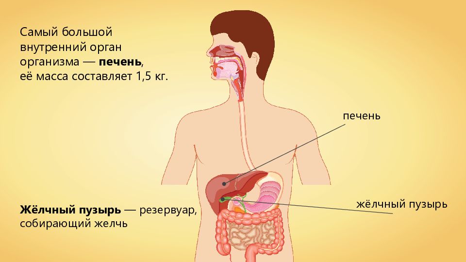 Желудок человека 4 класс. Анатомия желудка и 12-перстной кишки. Пищеварение в желудке 8 класс биология. Пищеварительная система желудок. Объем желудка.