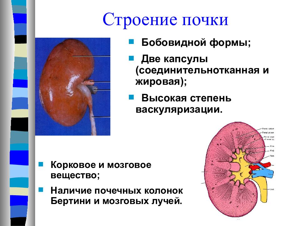 Наличие почек