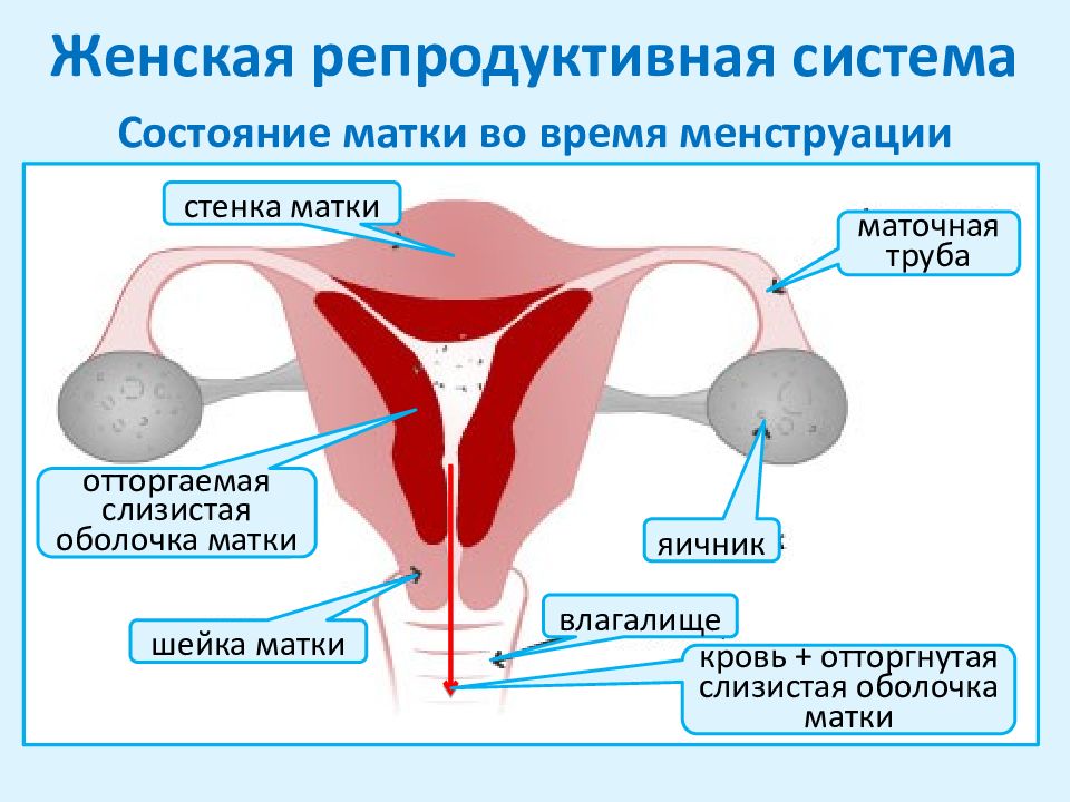 Женская репродуктивная система анатомия презентация