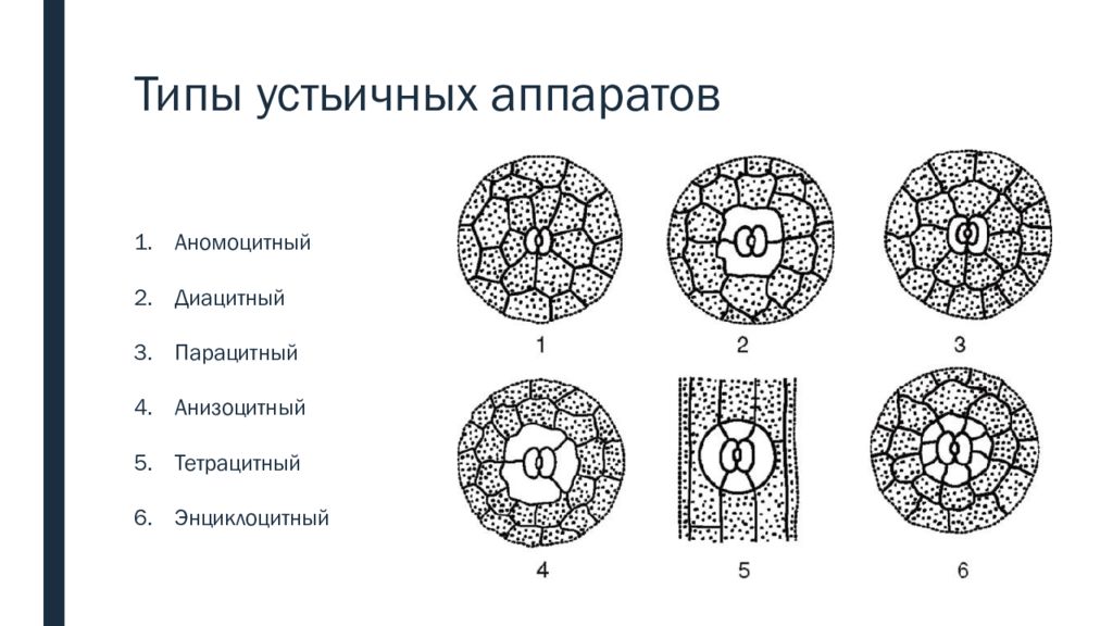 Типы аппаратов. Тетрацитный Тип устьичного аппарата. Основные типы устьичного аппарата листа растений. Аномоцитный Тип устьичного аппарата. Типы устьичных комплексов однодольных.