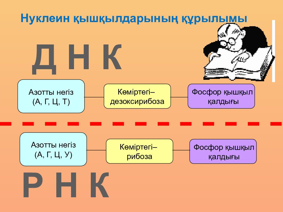 Нуклеин. ДНК мен РНК құрылысы. Нуклин. Нуклеин кислоты КРН. Нуклеин определение.