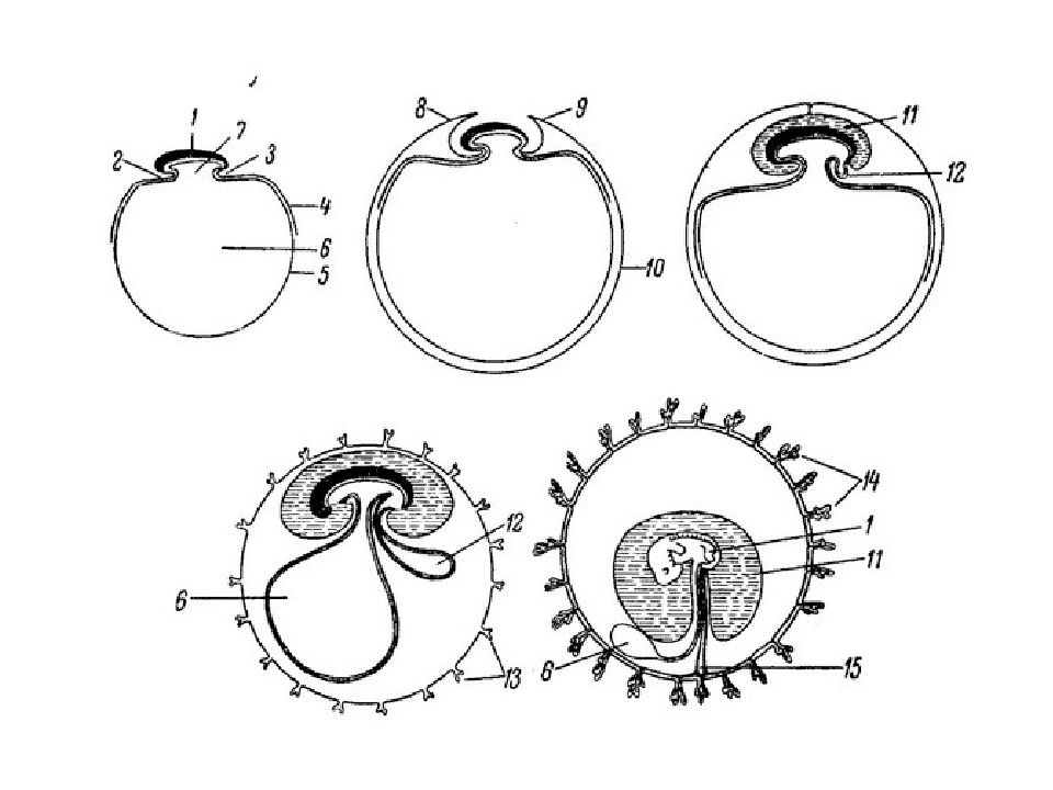 Зародыш человека схема